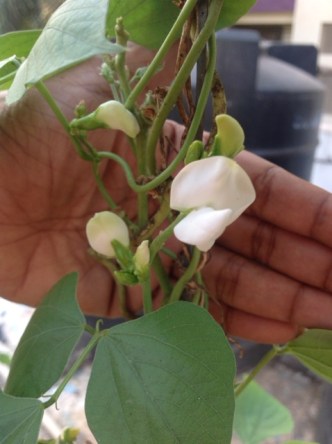 Bean flower