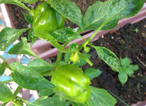 Capsicum (4)