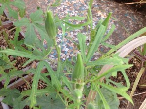 Okra_multiple