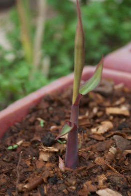 Sugarcane Sapling