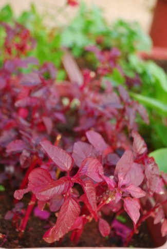 Amaranthus