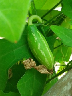 Ivy Gourd