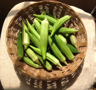 Okra_basket