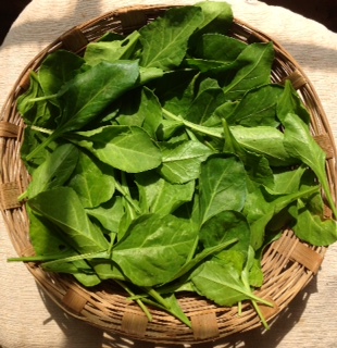 Spinach_basket
