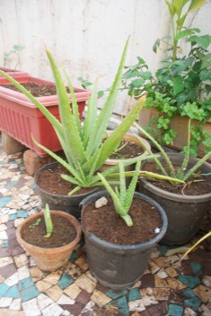 Aloe Vera Plants