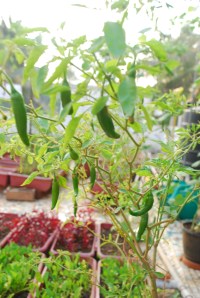 Chillies (5)