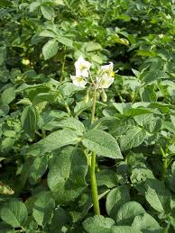 Potato plant_flowering