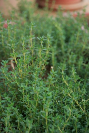 Thyme