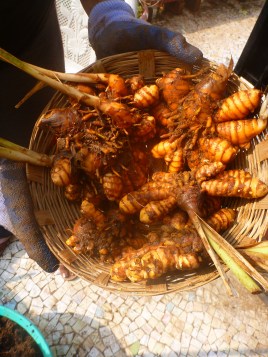 Turmeric Harvest
