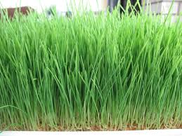 wheatgrass